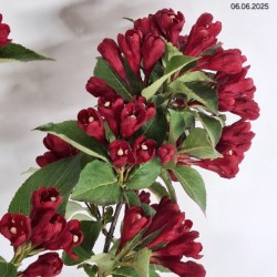 Weigela CHERRY LOVE 'Slingco 2' PBR