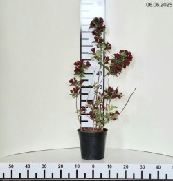 Weigela CHERRY LOVE 'Slingco 2' PBR