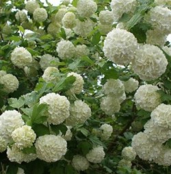 Viburnum opulus 'Roseum'