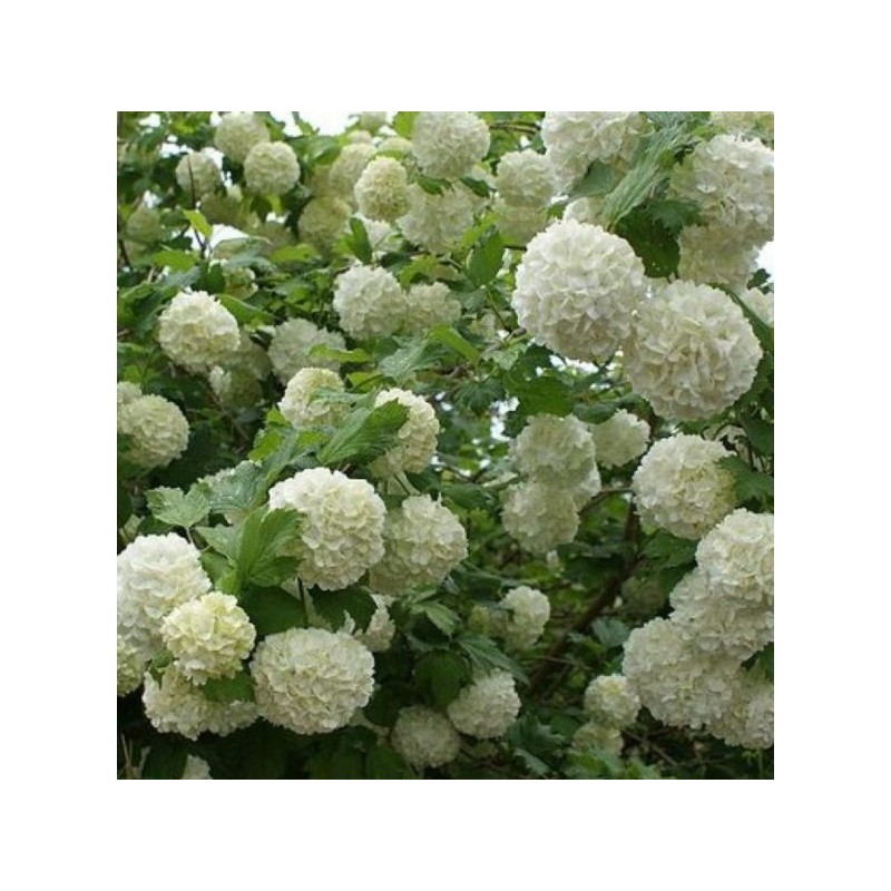 Viburnum opulus 'Roseum'