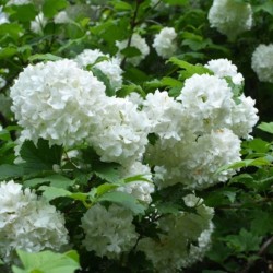 Viburnum opulus 'Roseum'