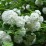 Viburnum opulus 'Roseum'