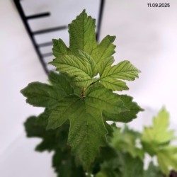 Viburnum opulus 'Roseum'