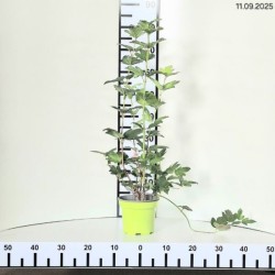 Viburnum opulus 'Roseum'