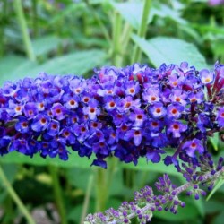 Buddleja davidii 'Nanho Blue'