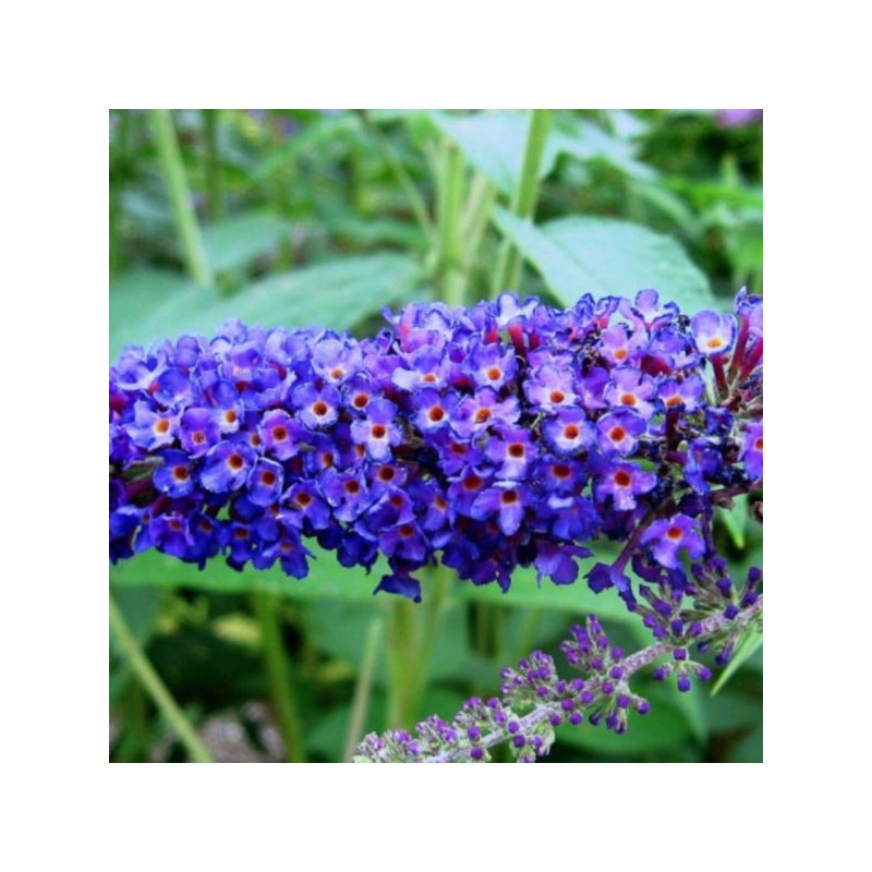 Buddleja davidii 'Nanho Blue'