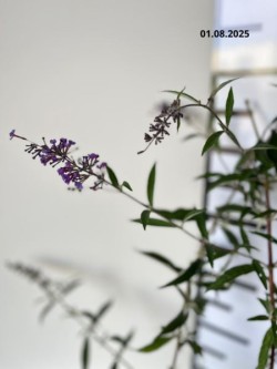 Buddleja davidii 'Nanho Blue'