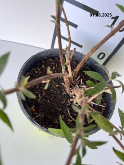 Buddleja davidii 'Nanho Blue'