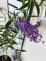 Buddleja davidii 'Nanho Blue'