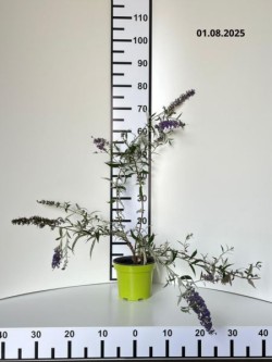 Buddleja davidii 'Nanho Blue'