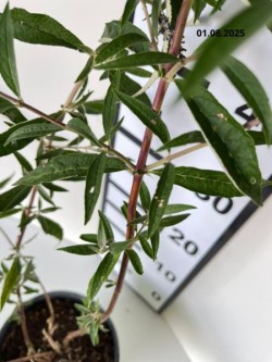 Buddleja davidii 'Nanho Blue'