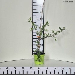 Pyracantha 'Orange Glow'