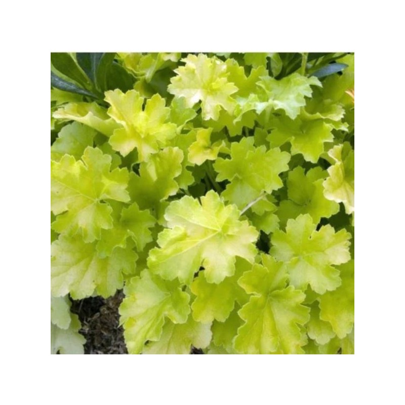Heuchera 'Lime Rickey' PBR