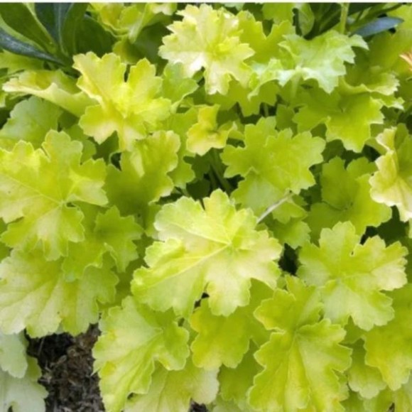 Heuchera 'Lime Rickey' PBR