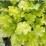 Heuchera 'Lime Rickey' PBR