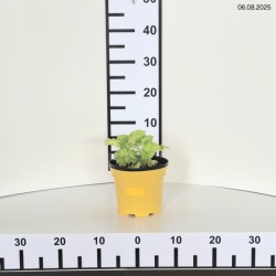 Heuchera 'Lime Rickey' PBR