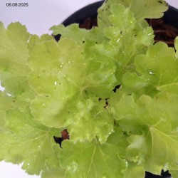 Heuchera 'Lime Rickey' PBR