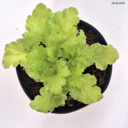 Heuchera 'Lime Rickey' PBR