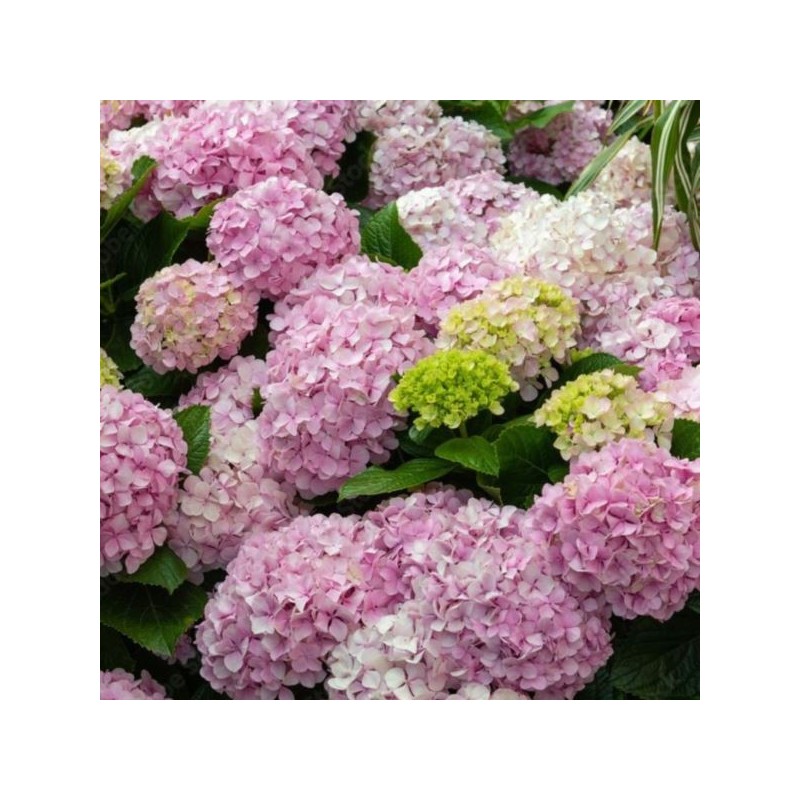 Hydrangea ar. CANDYBELLE BUBBLEGUM 'GRHYAR1407'