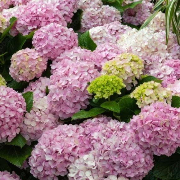 Hydrangea ar. CANDYBELLE BUBBLEGUM 'GRHYAR1407'