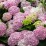 Hydrangea ar. CANDYBELLE BUBBLEGUM 'GRHYAR1407'