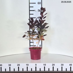 Cotinus coggygria 'Royal Purple'