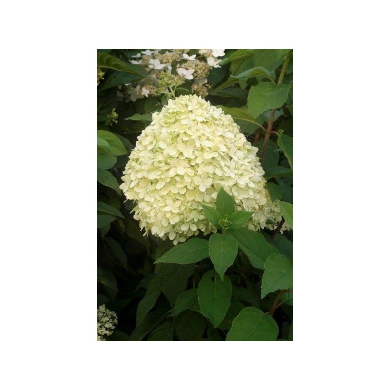 Hydrangea p. 'Limelight' PBR