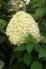 Hydrangea p. 'Limelight' PBR