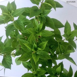 Hydrangea p. 'Limelight' PBR