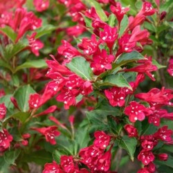 Weigela PICOBELLA ROSSO 'TVP3'
