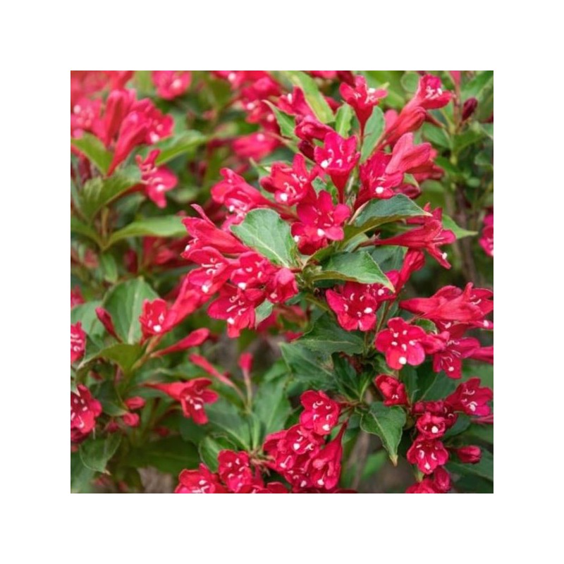 Weigela PICOBELLA ROSSO 'TVP3'