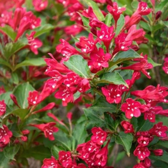 Weigela PICOBELLA ROSSO 'TVP3'