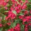 Weigela PICOBELLA ROSSO 'TVP3'