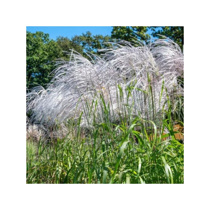Miscanthus sinensis 'Memory'
