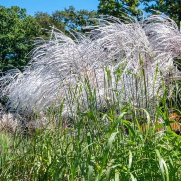 Miscanthus sinensis 'Memory'