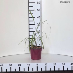 Miscanthus sinensis 'Memory'