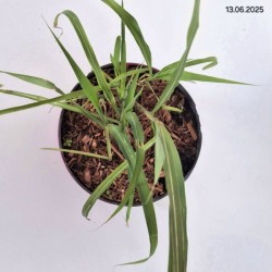 Miscanthus sinensis 'Memory'