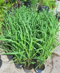 Miscanthus sinensis 'Memory'