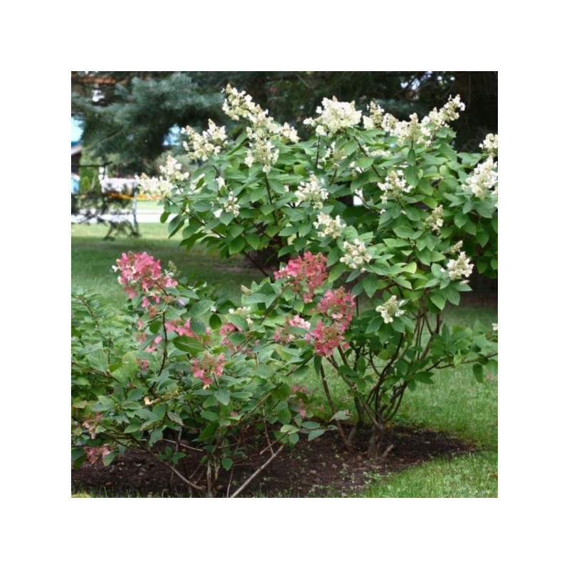 Hydrangea p. 'Wim's Red' PBR