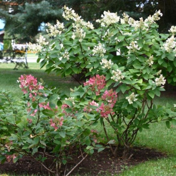 Hydrangea p. 'Wim's Red' PBR