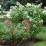 Hydrangea p. 'Wim's Red' PBR