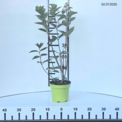 Hydrangea p. 'Wim's Red' PBR