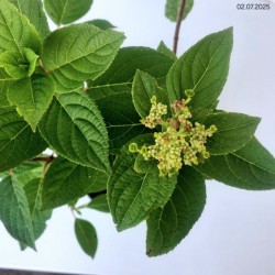 Hydrangea p. 'Wim's Red' PBR