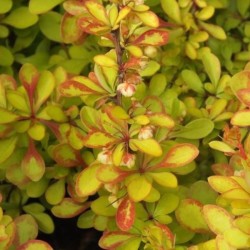 Berberis thunbergii...