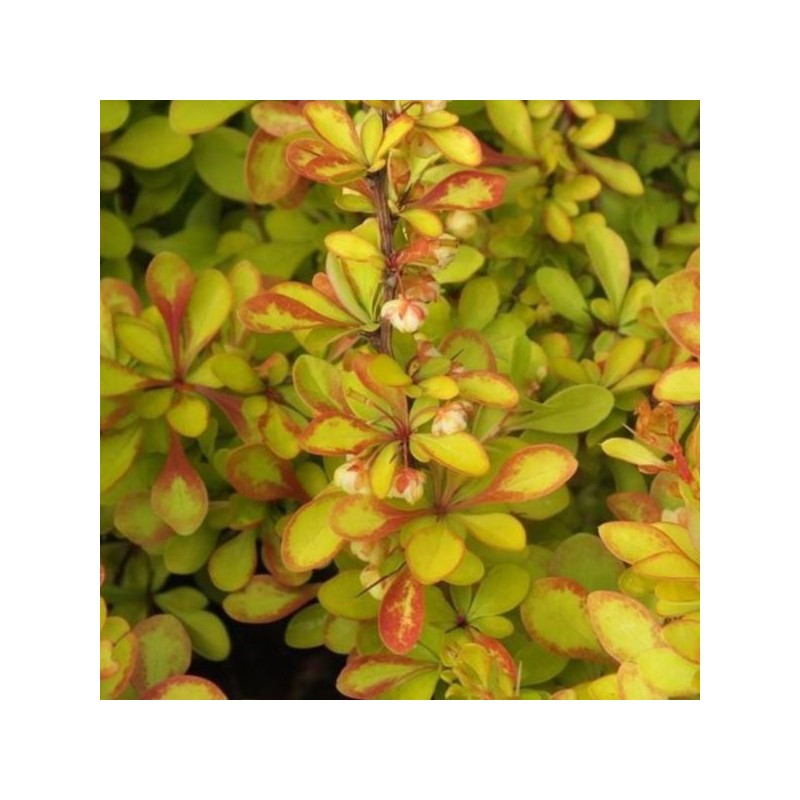 Berberis thunbergii 'Diabolicum'