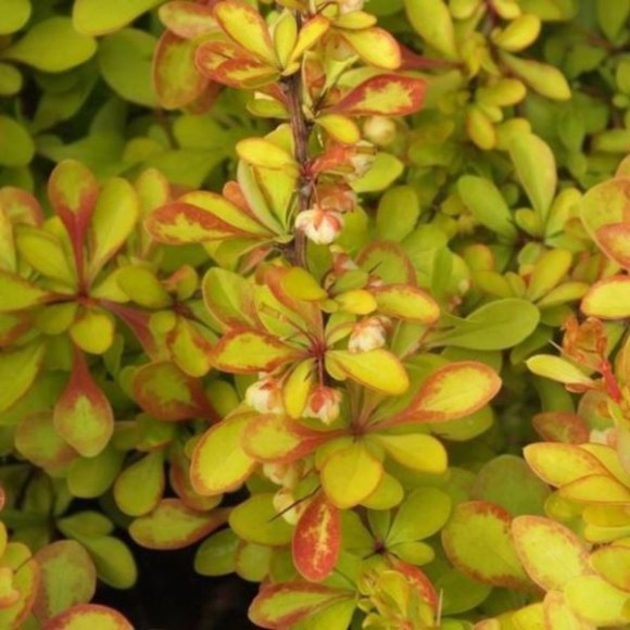 Berberis thunbergii 'Diabolicum'