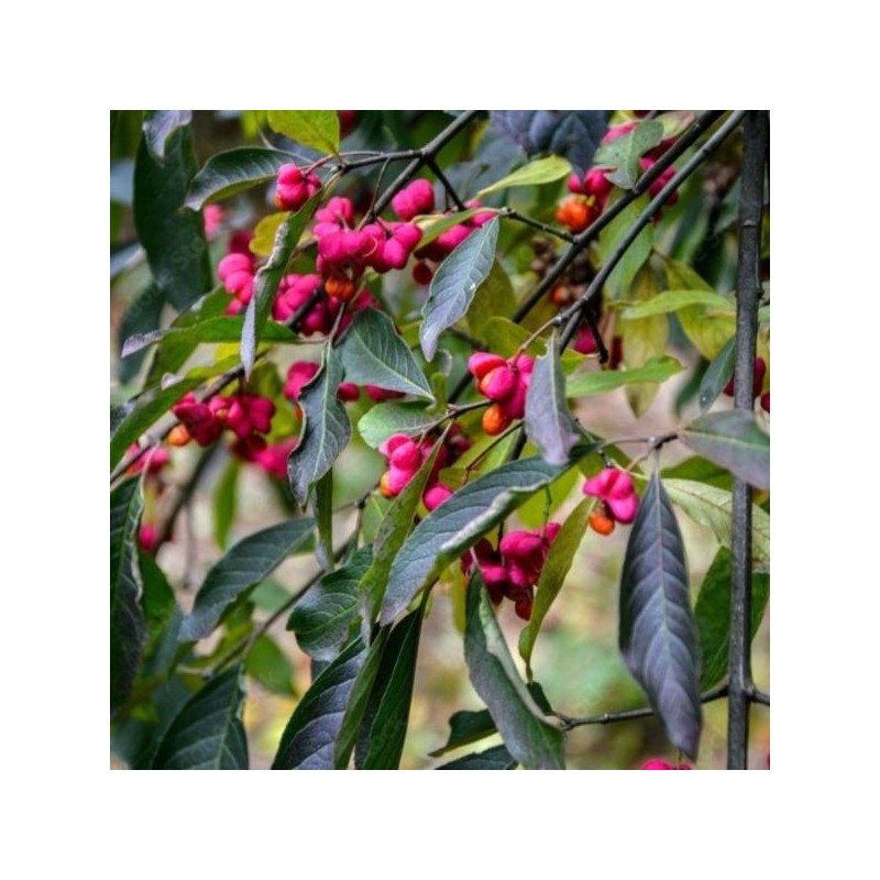Euonymus europaeus 'Red Cascade'