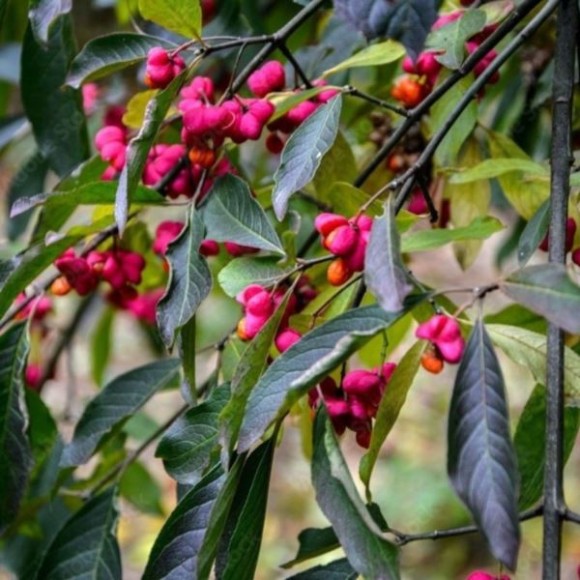 Euonymus europaeus 'Red Cascade'