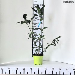 Euonymus europaeus 'Red Cascade'