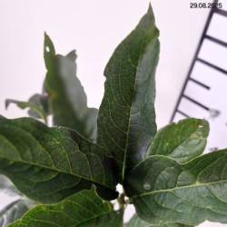 Euonymus europaeus 'Red Cascade'